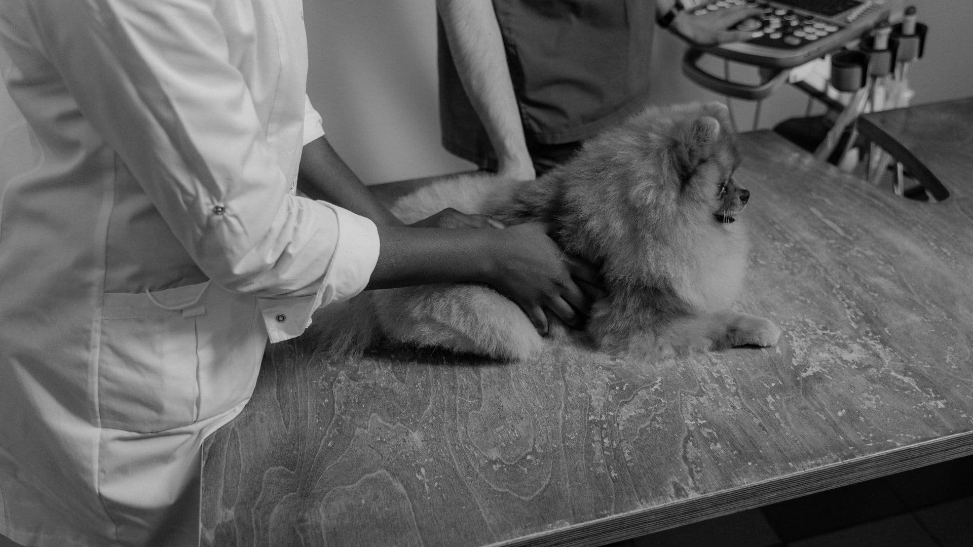 Veterinarian examining dog